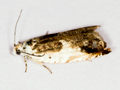 Ancylis laetana